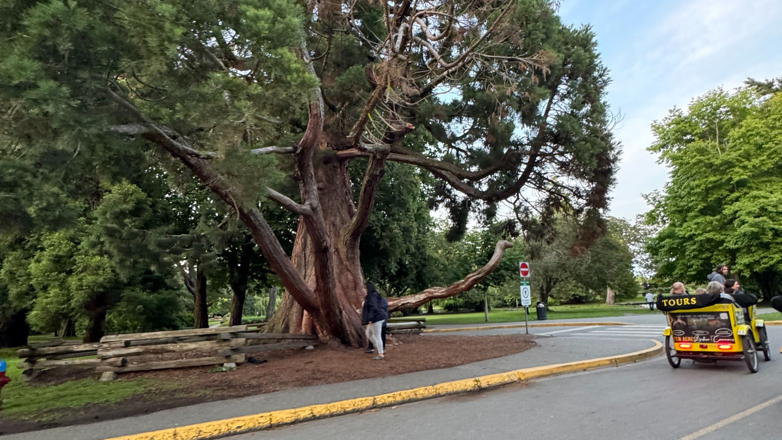 Victoria Cruise Port: Majestic tree and passing pedicab in Beacon Hill Park