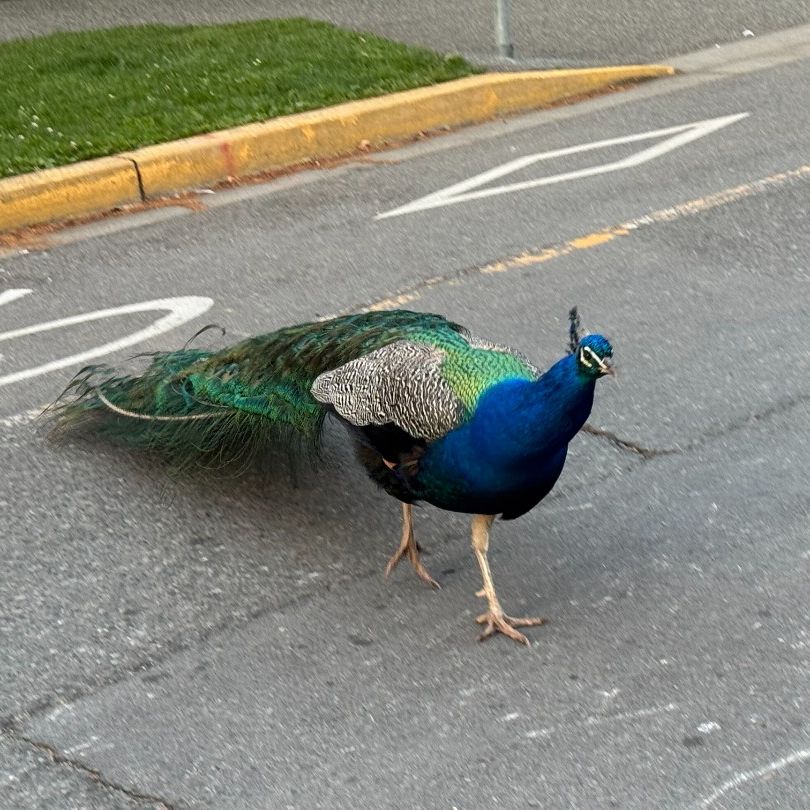 Victoria Cruise Port: Beautiful peacock in Victoria