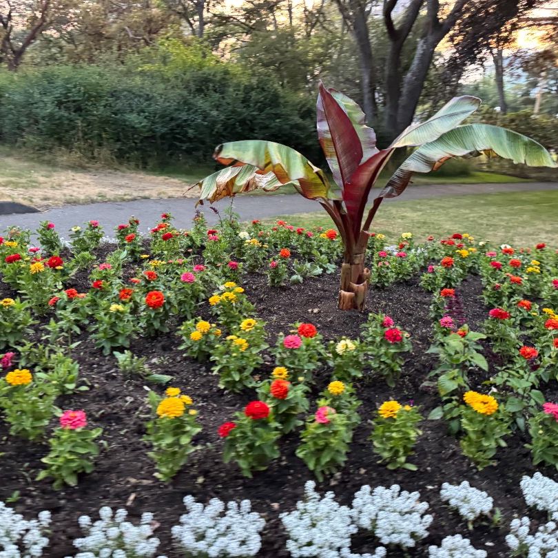 Victoria Cruise Port: Blooming Flowers