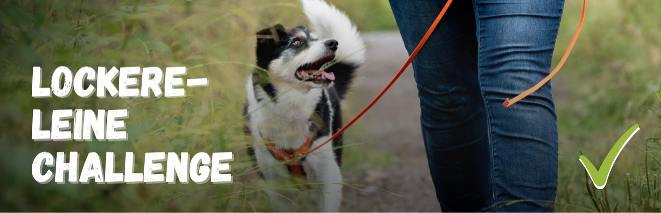 Lockere Leine Kurs