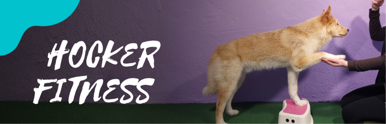 Hocker Fitness