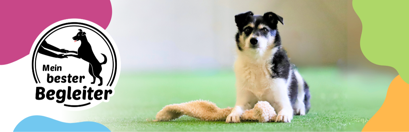 Mein bester Begleiter Community