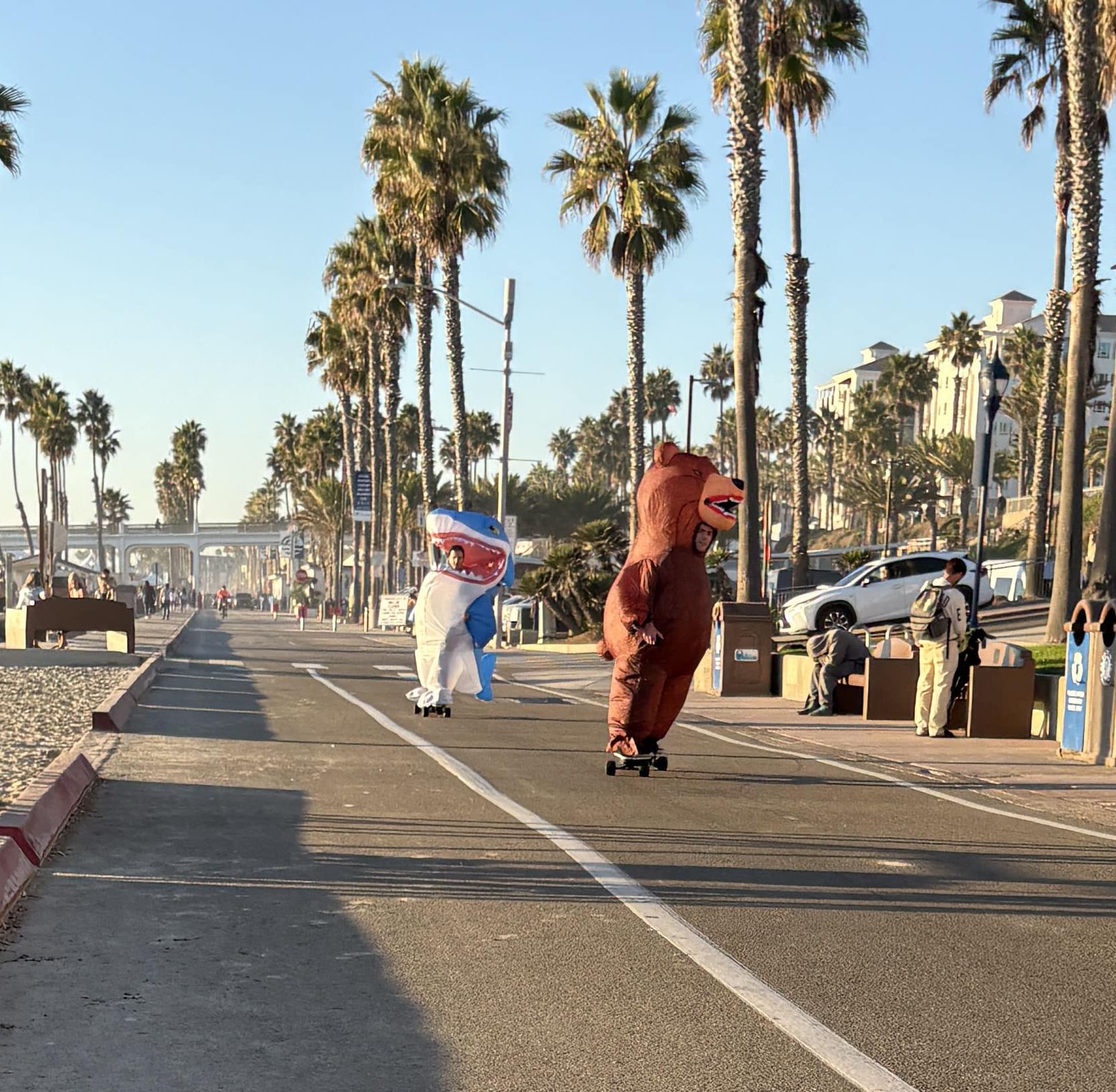 a bear and a shark skateboarding