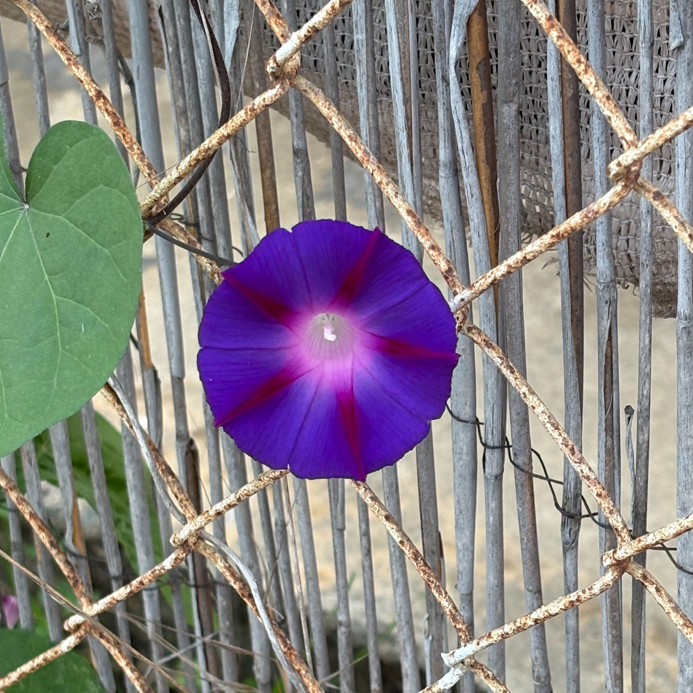 bright purple morning glory after heavy rains