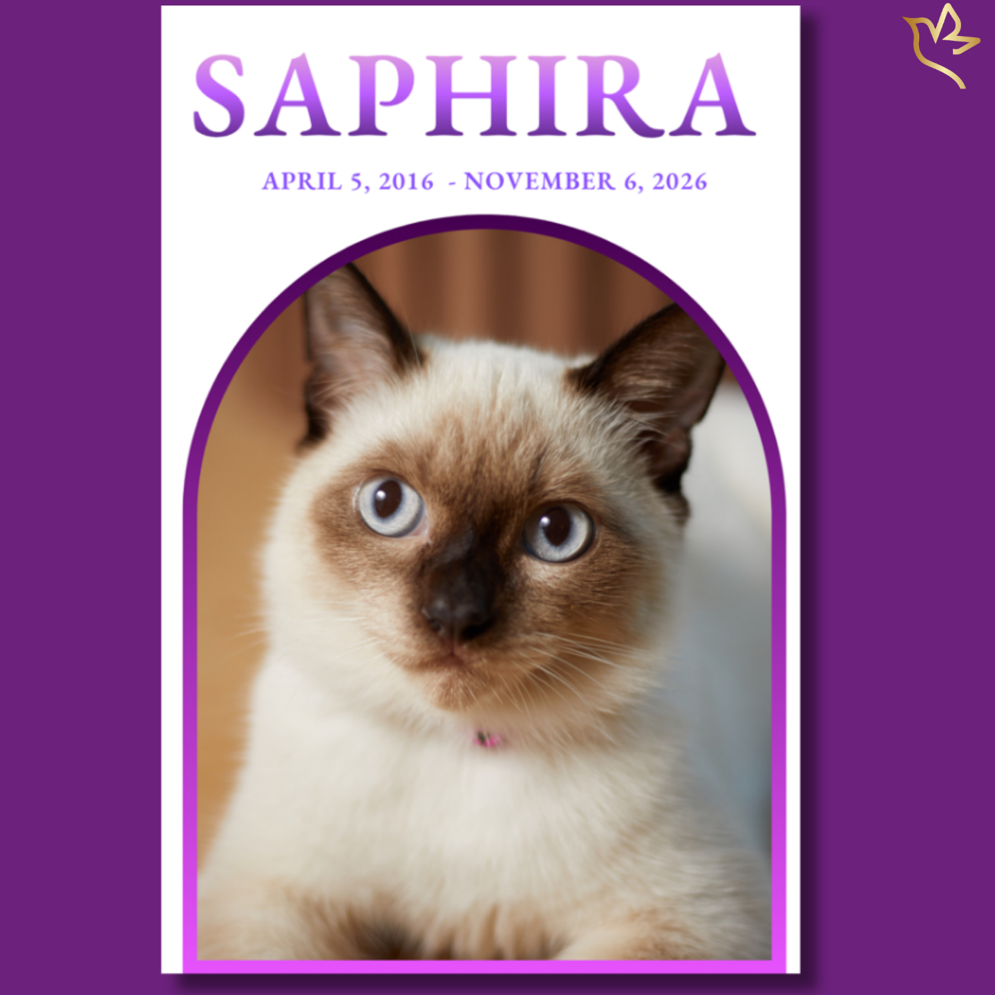 A soft, close-up portrait of a gentle Siamese cat with bright blue eyes, framed in a delicate lavender arch design that conveys warmth, love, and peaceful remembrance.