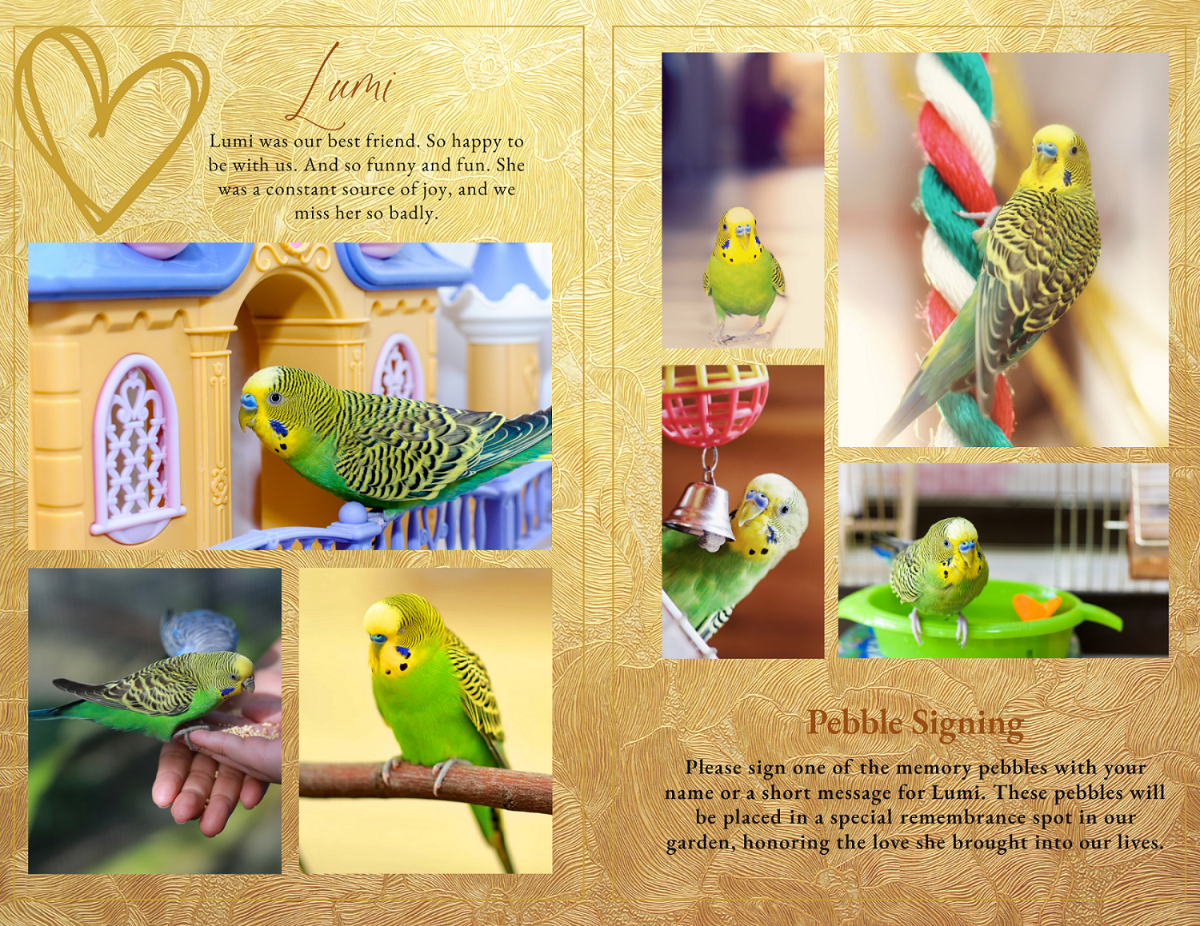 Pet funeral program collage pages featuring multiple photos of a green and yellow budgie in playful environments, warm gold feather background, and gentle memorial text.