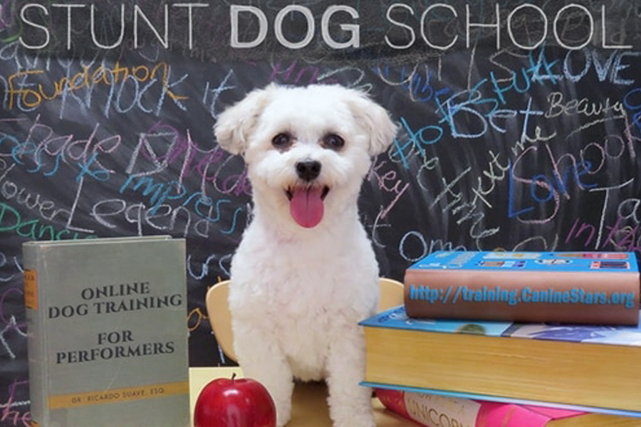 Youth Performer Mentorship program at Stunt Dog School