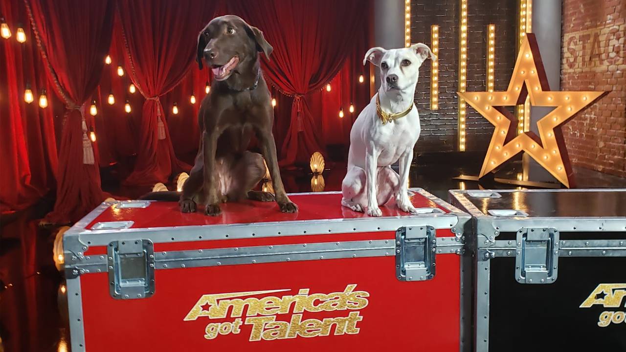 Canine Stars Stunt Dog Show from America's Got Talent dog act