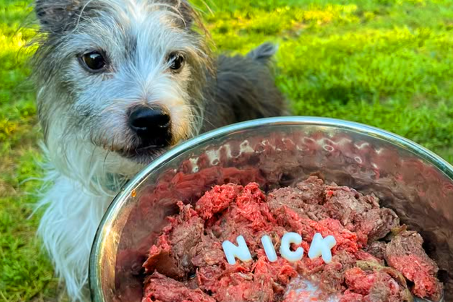 Canine Stars feeds raw dog food