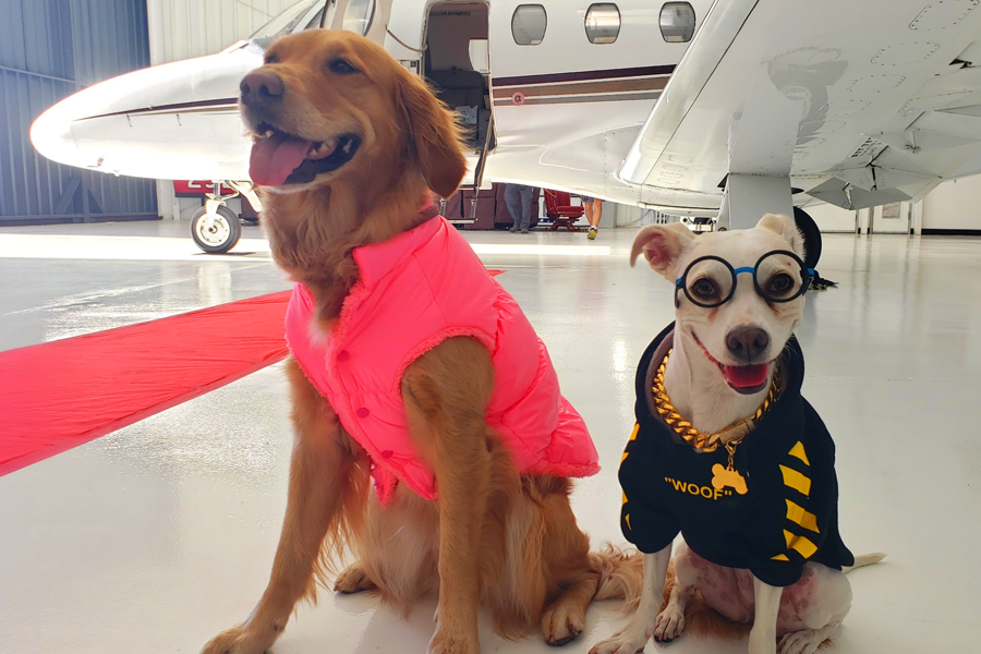 Stunt Dog Show Tour Calendar