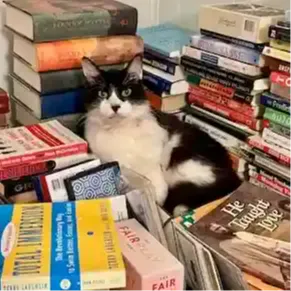 Get our Albania Pet Paperwork Guide