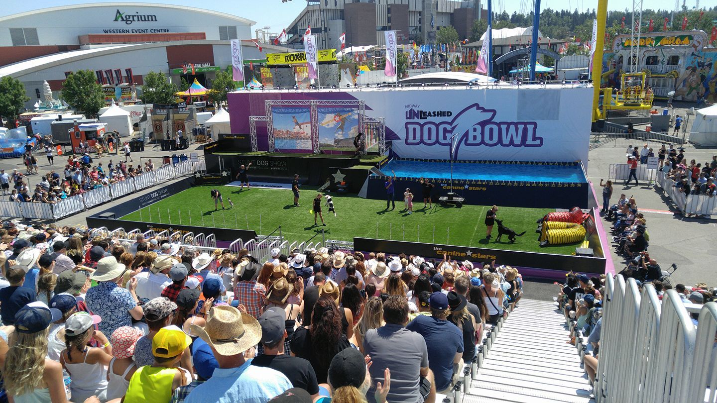 #1 Stunt Dog Show dog act with pool