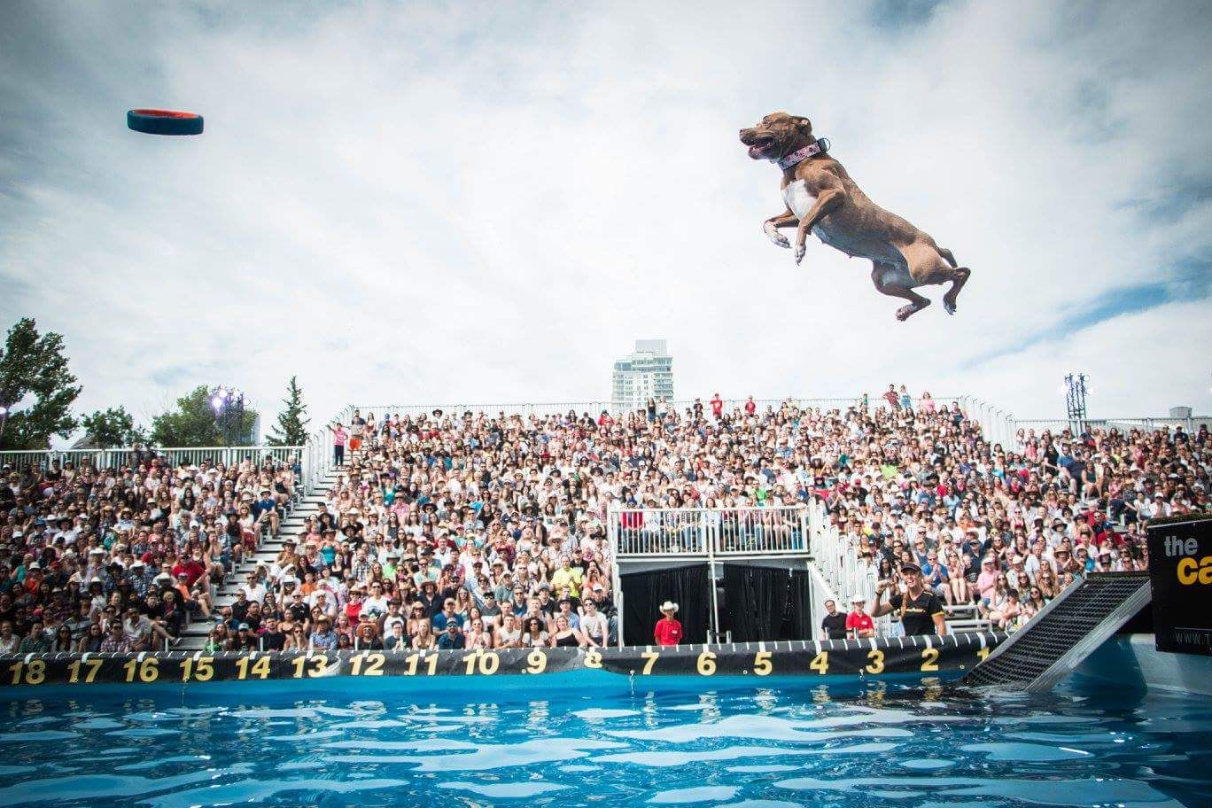 Dock Diving Dog Show