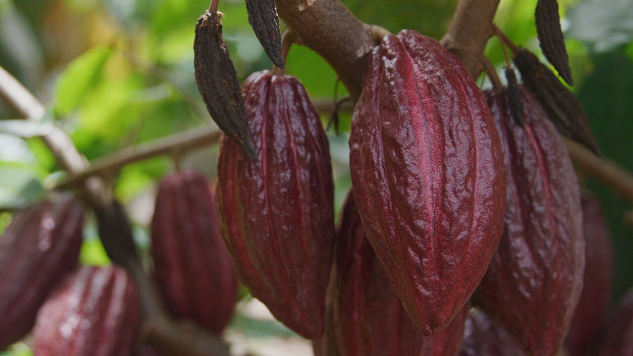 image of red cacao pods hanging from cacao tree