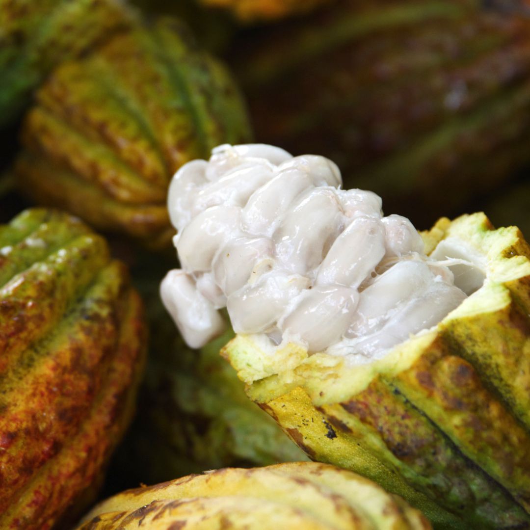 Image of freshly cracked open cacao pod