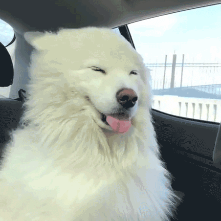 GIF of a Dog Living Their Best Life
