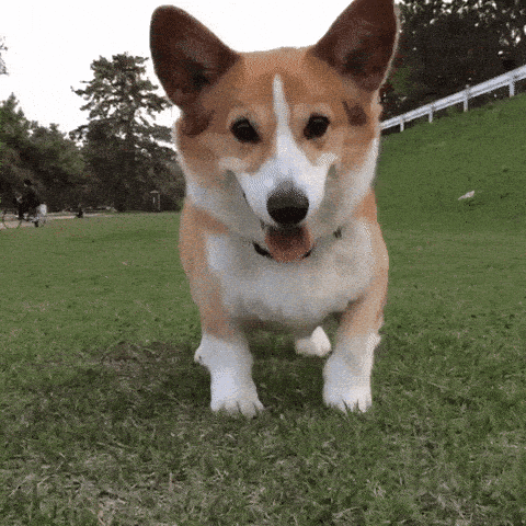 GIF of a Happy Dog Excitedly Awaiting What's Next