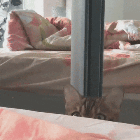 GIf of a Surprised Cat