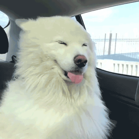 GIF of a Dog Living Their Best Life