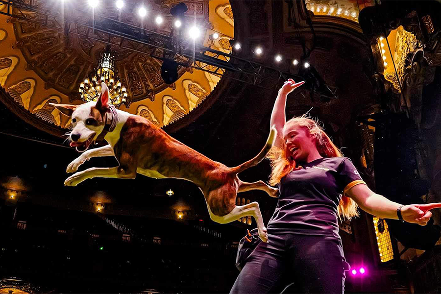 Stunt Dog Show Theatre Production