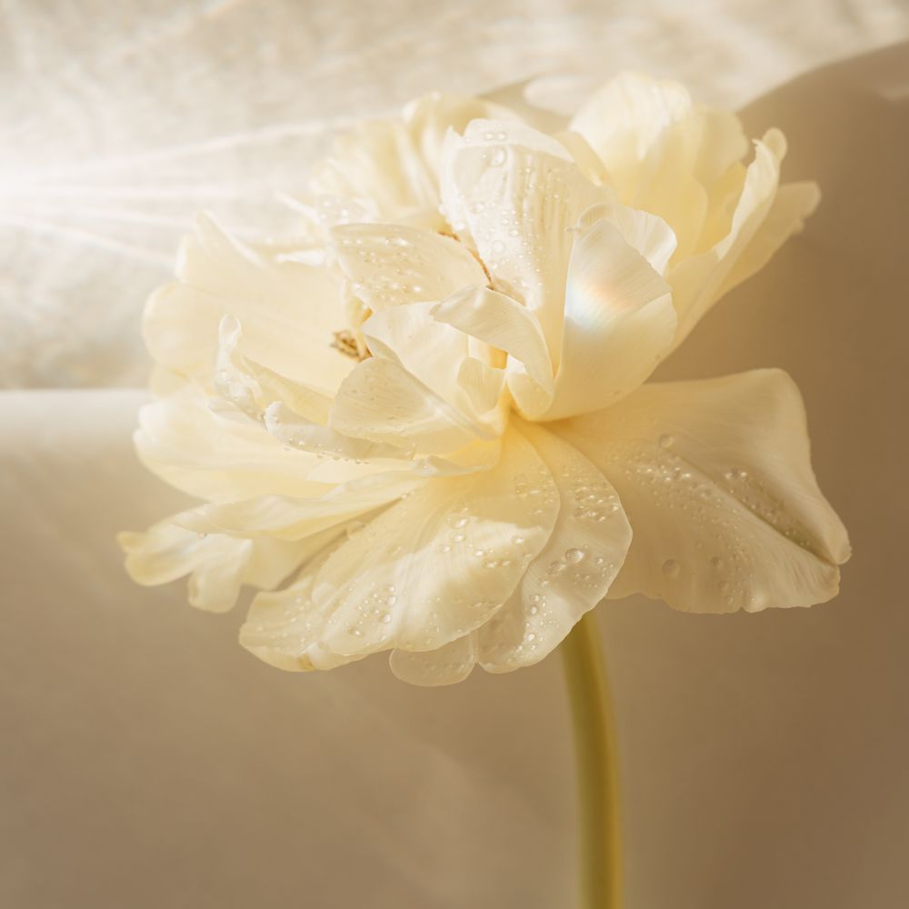 Minimal neutral flower open