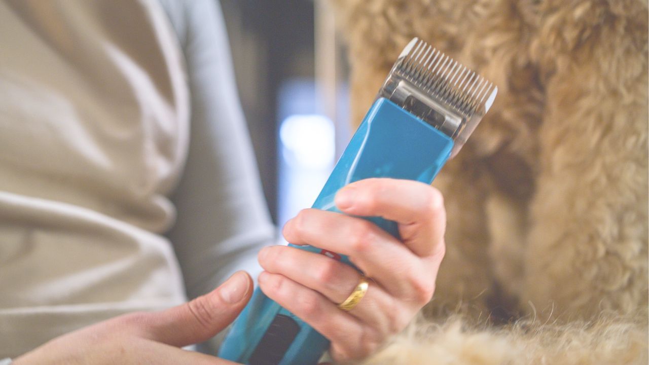 Klipp din egen hund - en onlinekurs för hundägare som vill klippa sin hund hemma.