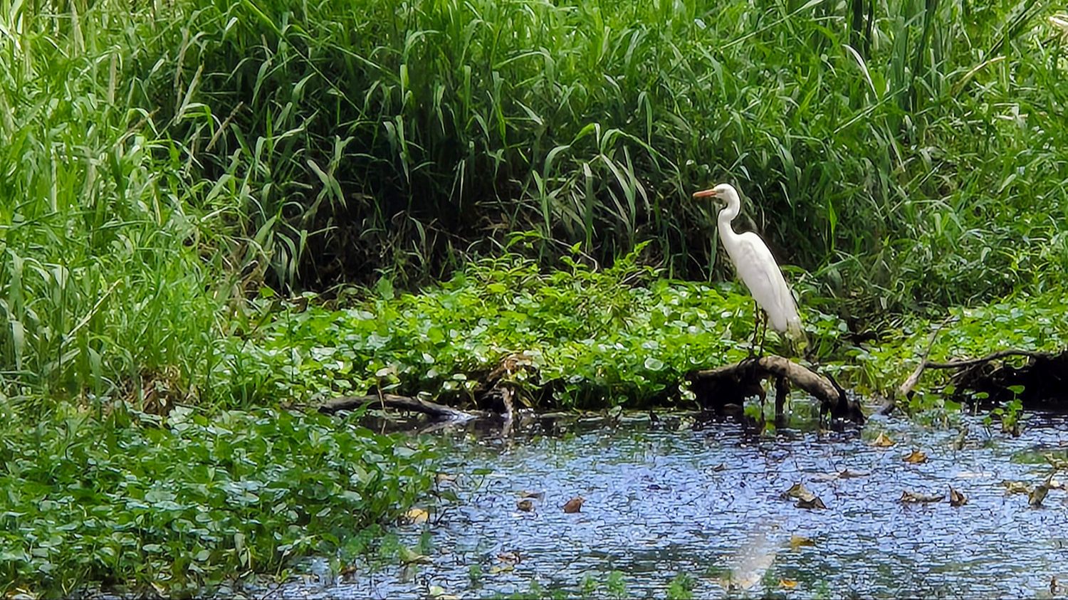 Heron perched on a branch beside a pond.