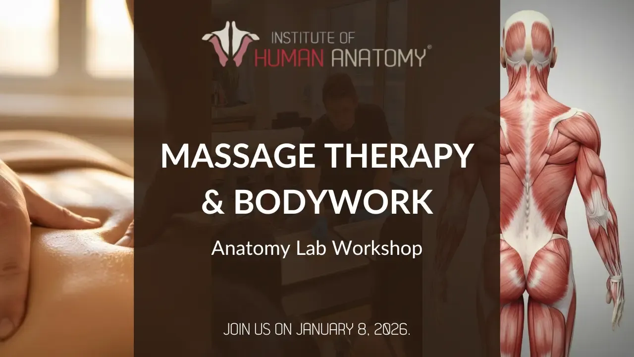 IOHAMassage Therapy & Bodywork Anatomy Lab Workshop