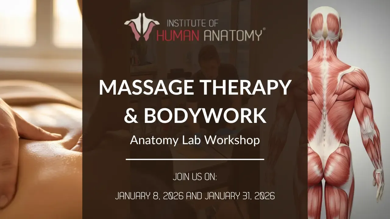 IOHAMassage Therapy & Bodywork Anatomy Lab Workshop