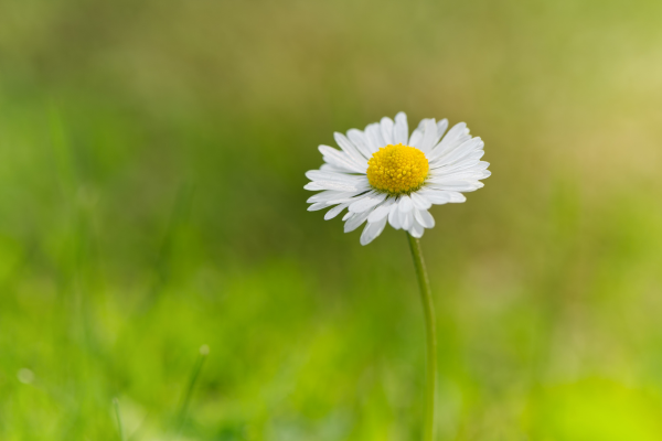 Take the Self Help Course