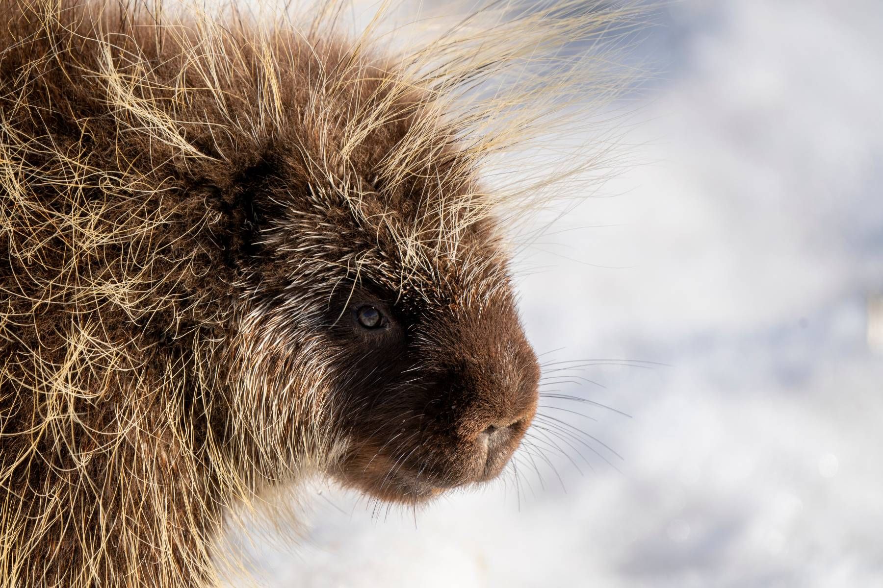 North American Porcupine