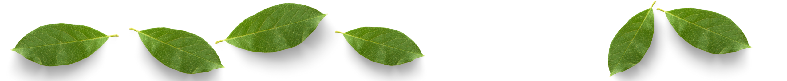 decorative image of bay leaves