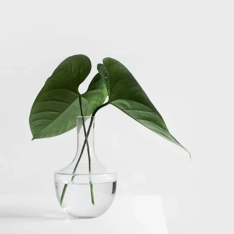 beautiful green plant in clear glass vase on white table with white background