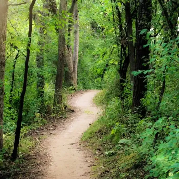 walking trail through green woods