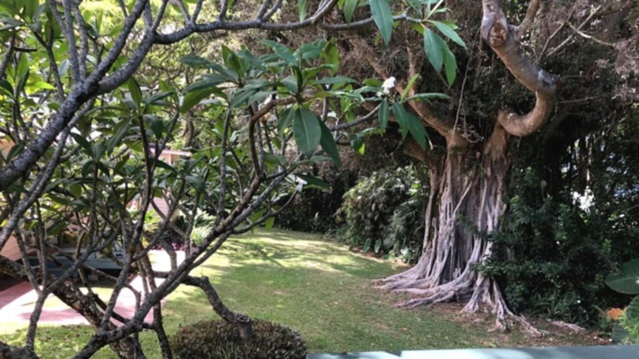 An outdoor view features a grassy lawn framed by trees and foliage.Banyon Tree in Hawaii Full Body Energy Orgasm Retreat 