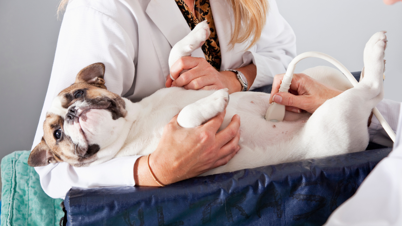 Master Clinical Neurology Online Veterinary CE