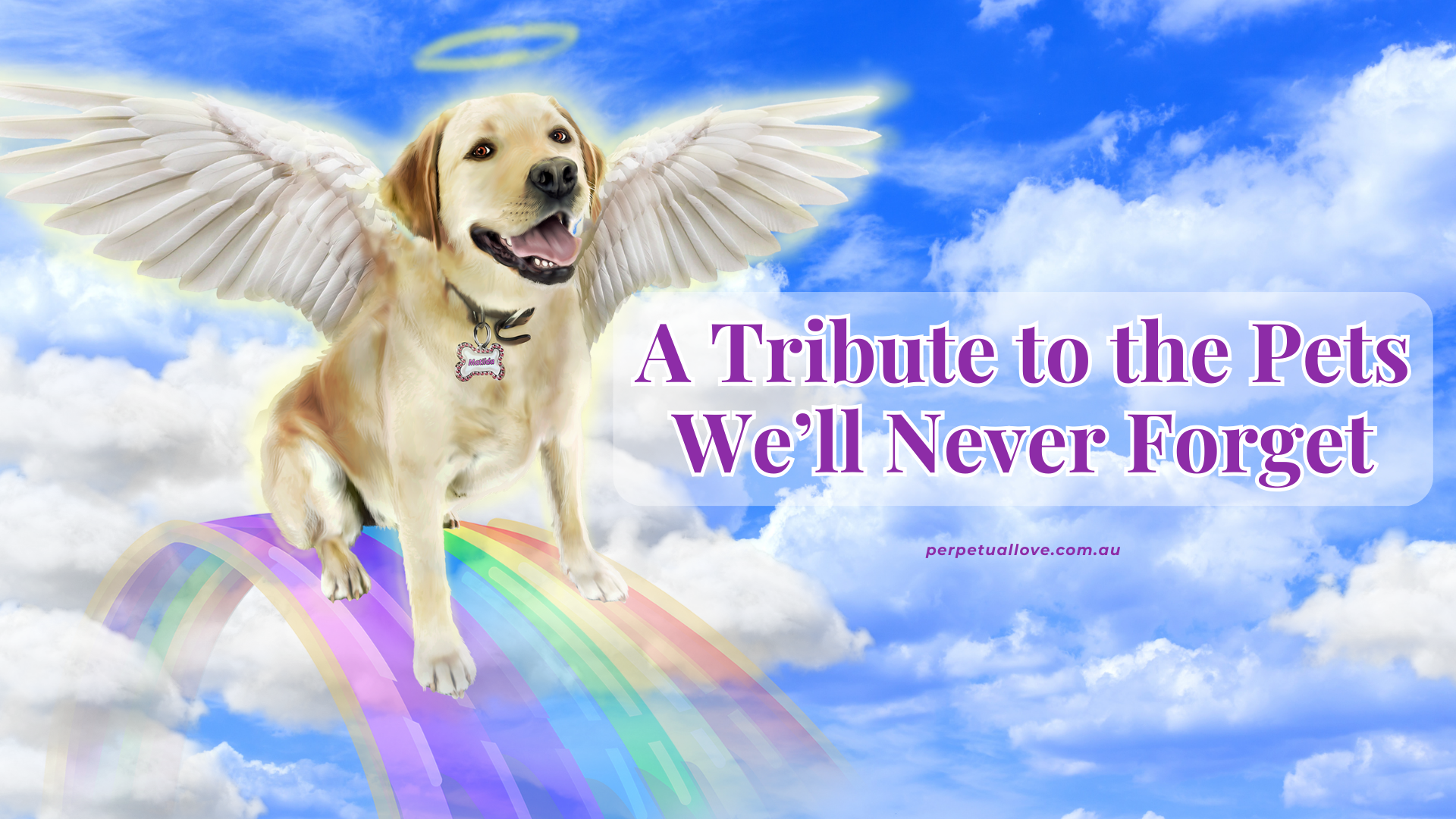 Video Poster Image