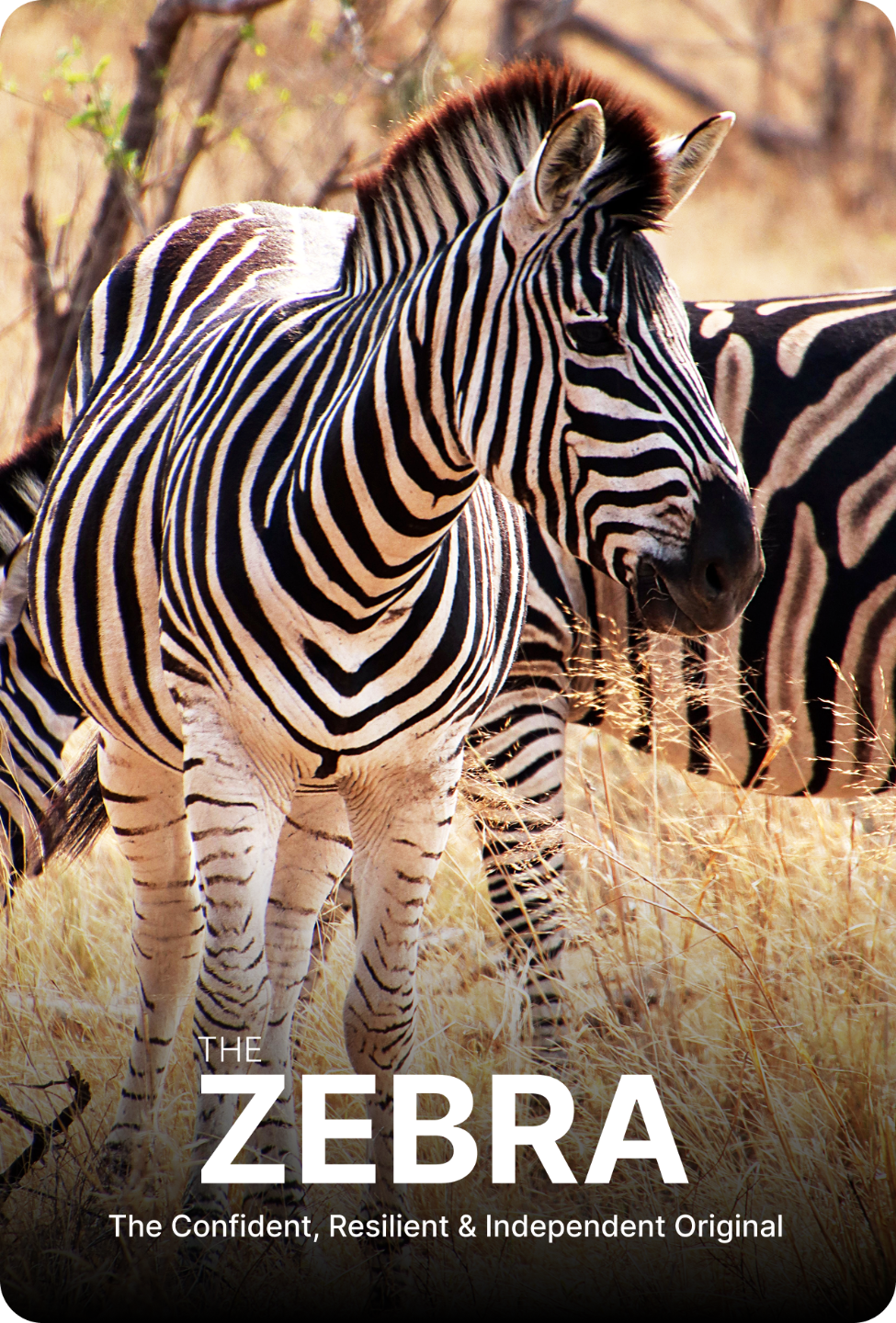 The Zebra