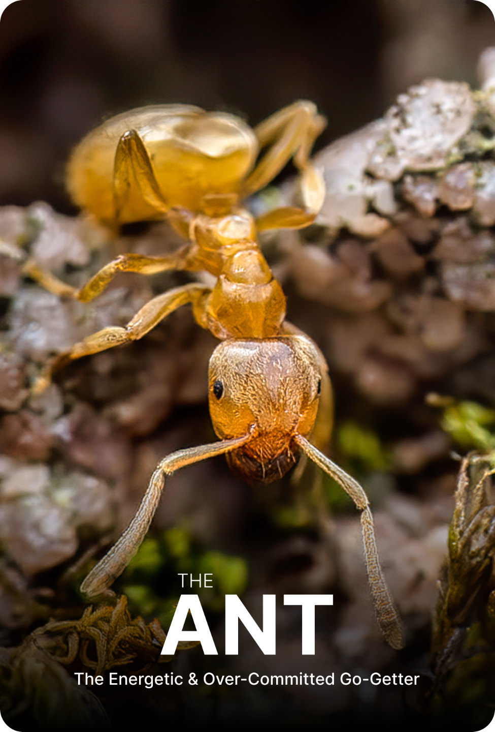The Ant