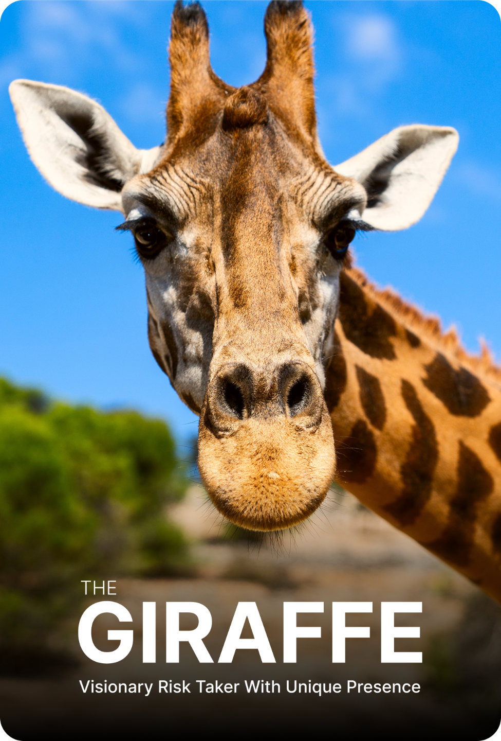 The Giraffe