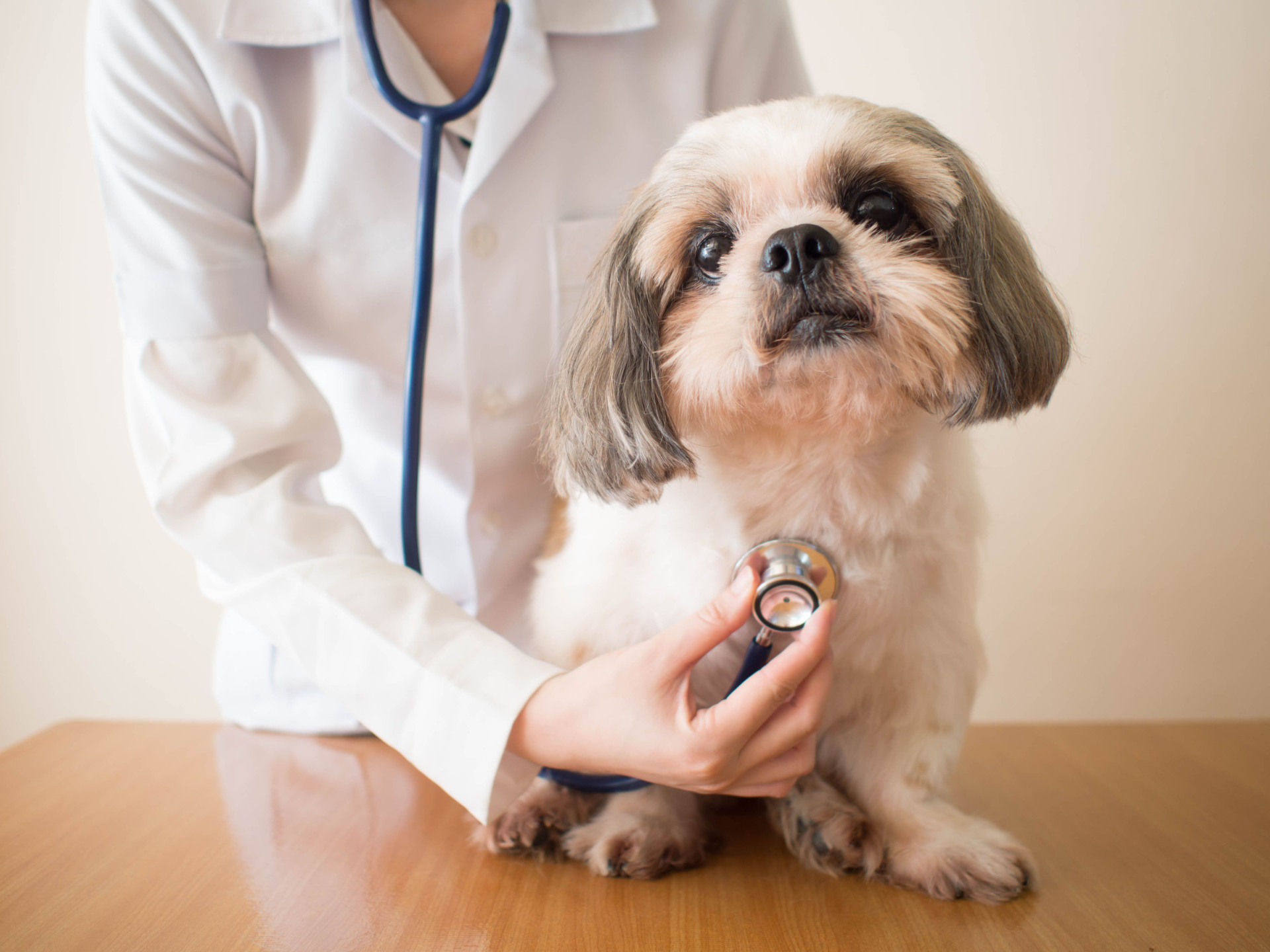 shih tzu looking straight ahead with veterinarian in background holding stethoscope to dogs heart
