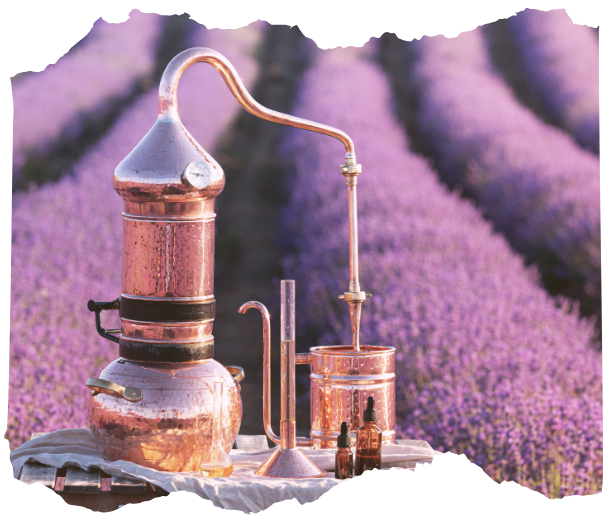Small alchemical still and glassware in a lavender field representing hands-on experiments