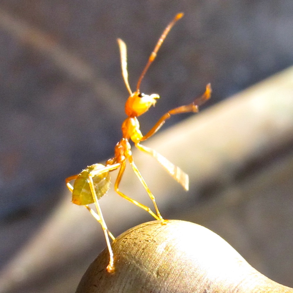Green Ant dancing on a water tap