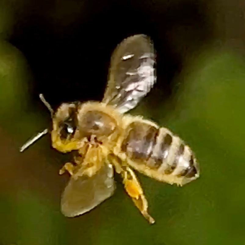 Honey Bee mid-flight