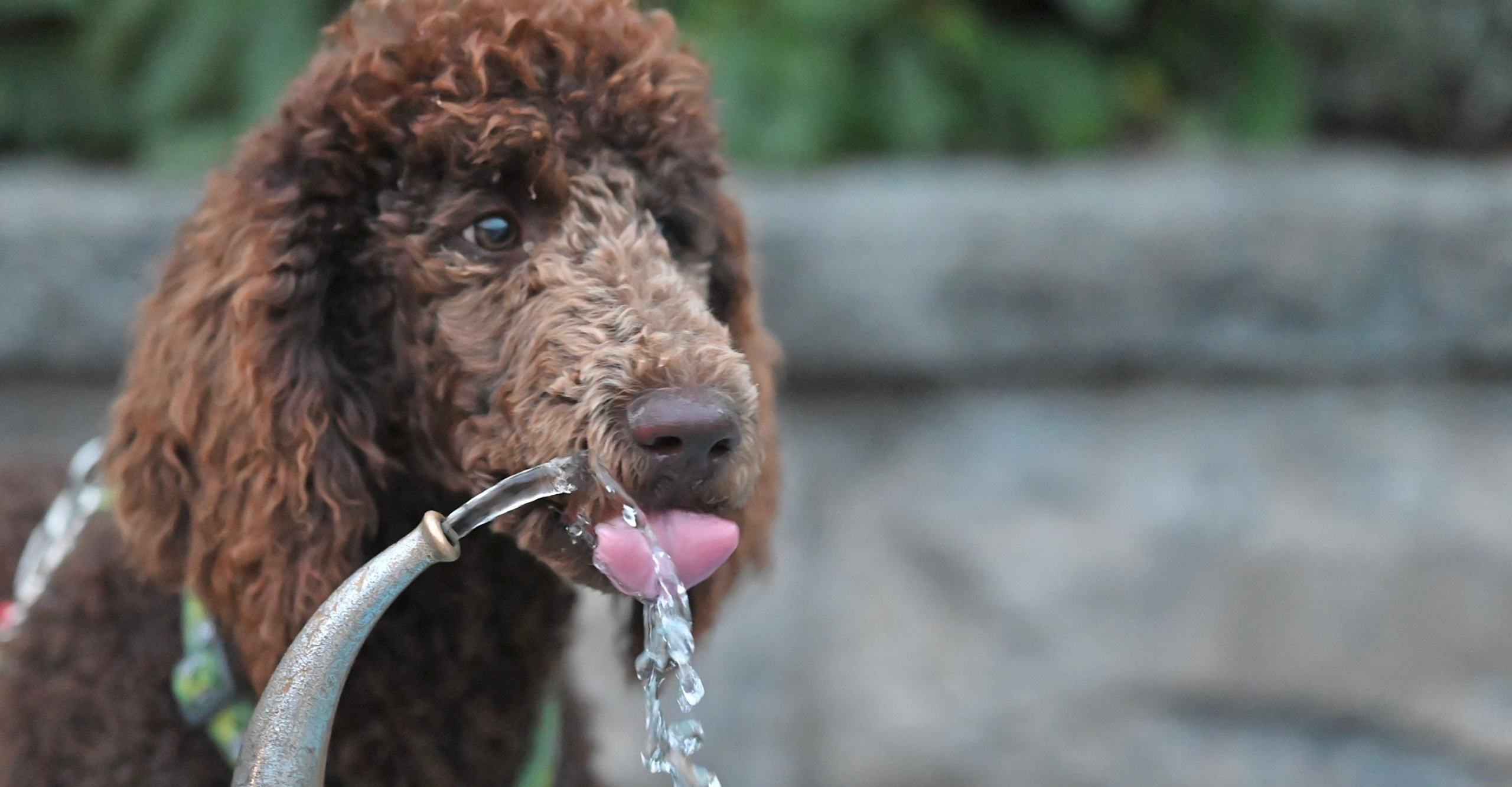 On Demand Veterinary CE