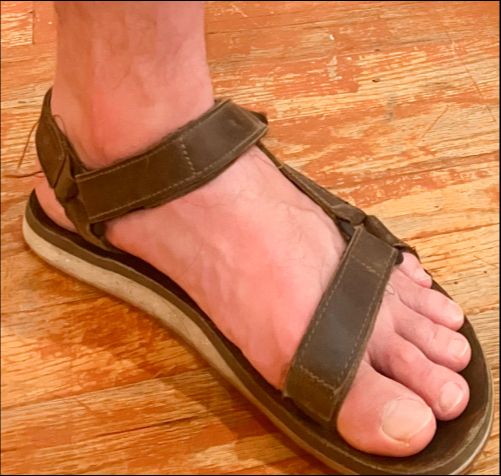 Color version of kittens in a basket looking around.