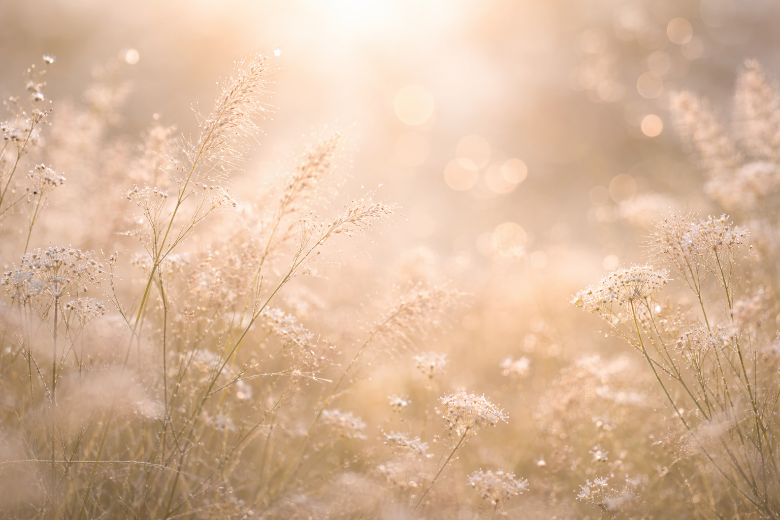 Beautiful wildflowers in soft tan, cream colors