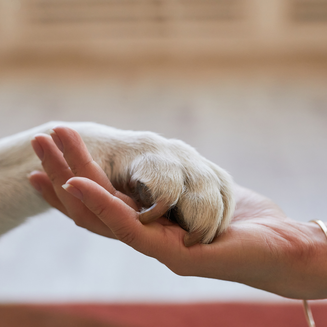 pet paw and owner hands