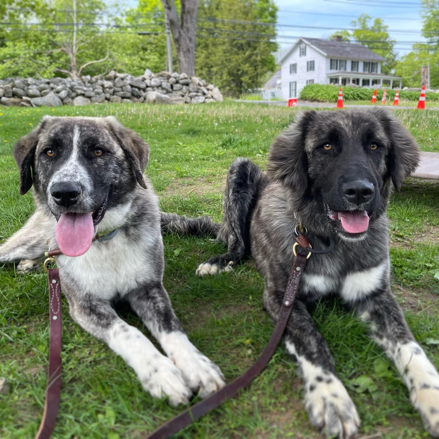 Anatolian Shepherd mixes during training