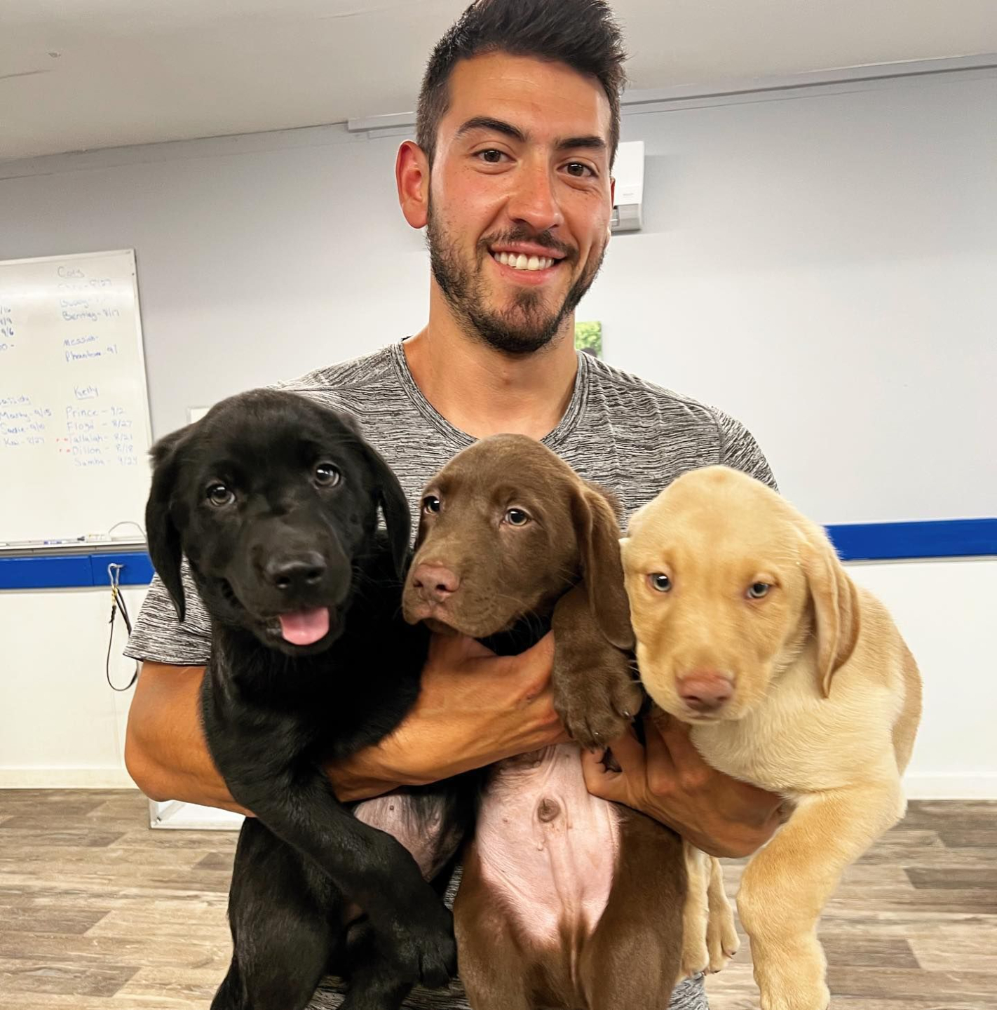 Dog Trainer holding labrador retriever puppies.